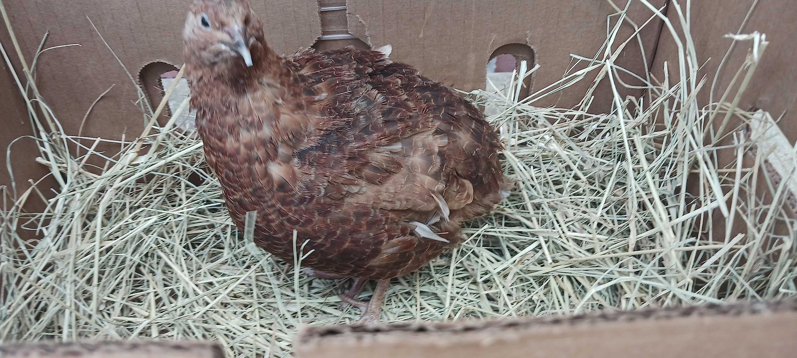 Red Range Coturnix Quail Hatching Eggs by Quailz.com by Undique LLC