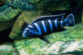 Demasoni cichlids