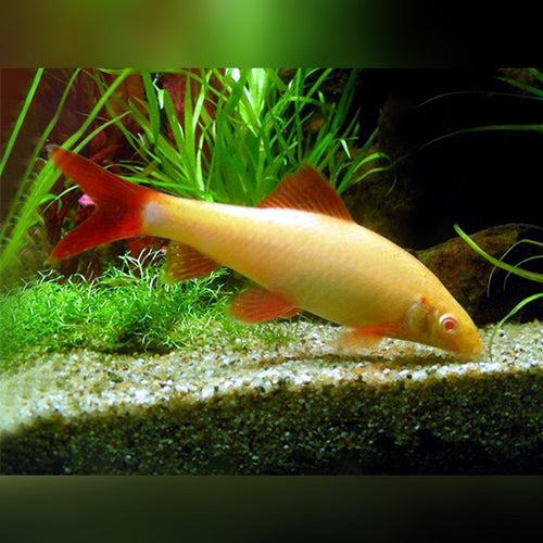 Albino Rainbow Shark by Danaqua Live Fish & More