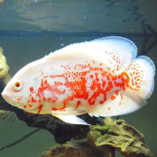 Albino Red Tiger Oscar 2"+ by Danaqua Live Fish & More