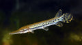 Alligator gar (Atractosteus spatula) by Danaqua Live Fish & More