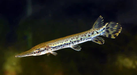 Alligator gar (Atractosteus spatula) by Danaqua Live Fish & More