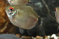 Balloon Red Eye Tetra PACK OF 6 by Danaqua Live Fish & More