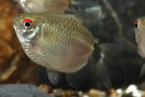 Balloon Red Eye Tetra PACK OF 6 by Danaqua Live Fish & More