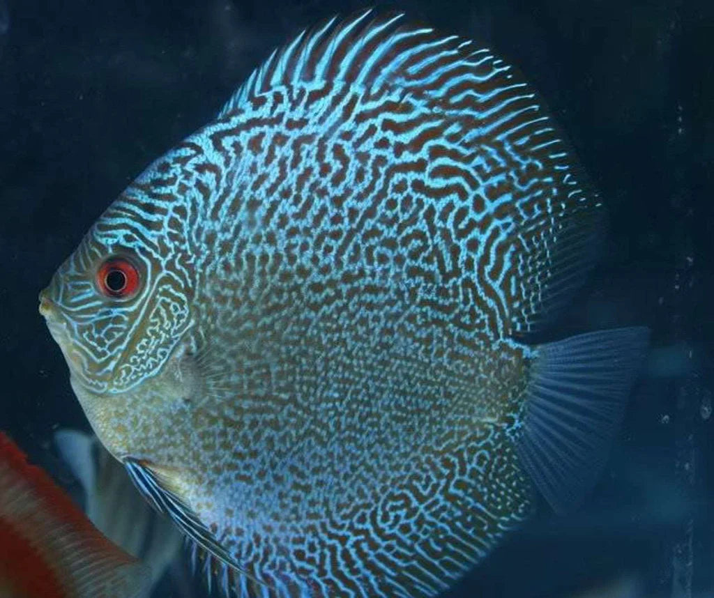 LEOPARD SNAKESKIN DISCUS by Danaqua Live Fish & More