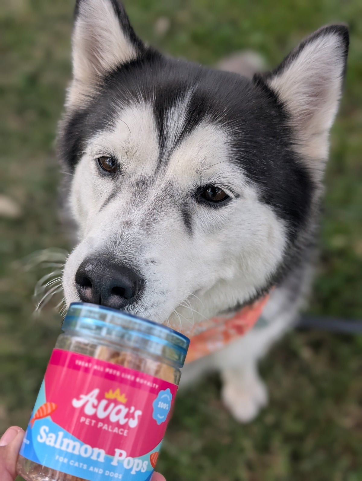 Freeze Dried Salmon - Salmon Pops by Ava's Pet Palace