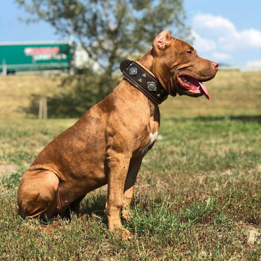 "Aztec" brown dog collar by Bestia Dog Gear