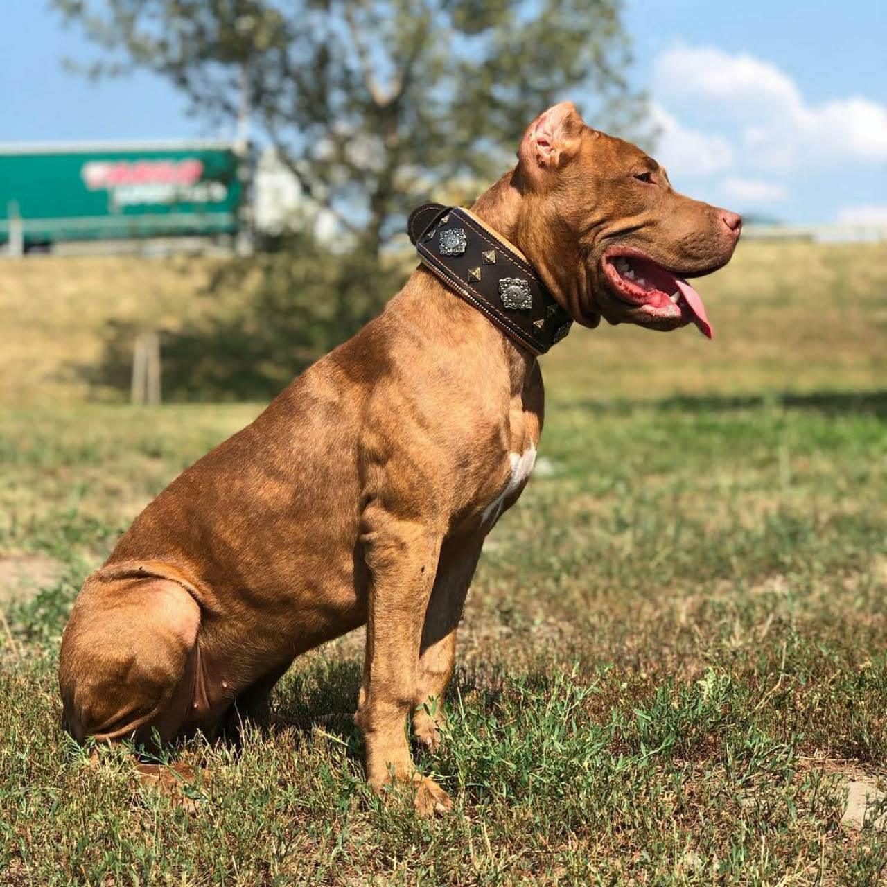 "Aztec" brown dog collar by Bestia Dog Gear