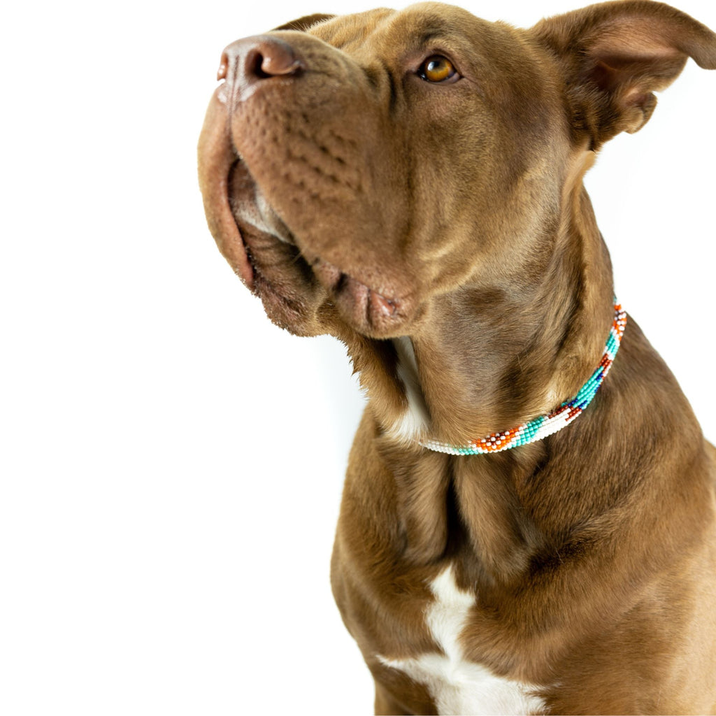 Aztec Sambboho dog collar (rolled) by Sambboho