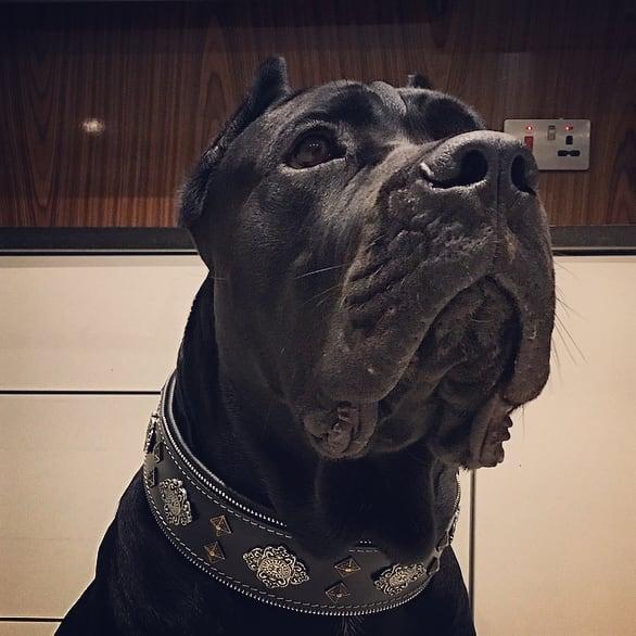 "Aztec" black dog collar by Bestia Dog Gear