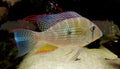 Geophagus heckelii ( Threadfin Acara or Heckelii Threadfin) MEDIUM by Danaqua Live Fish & More