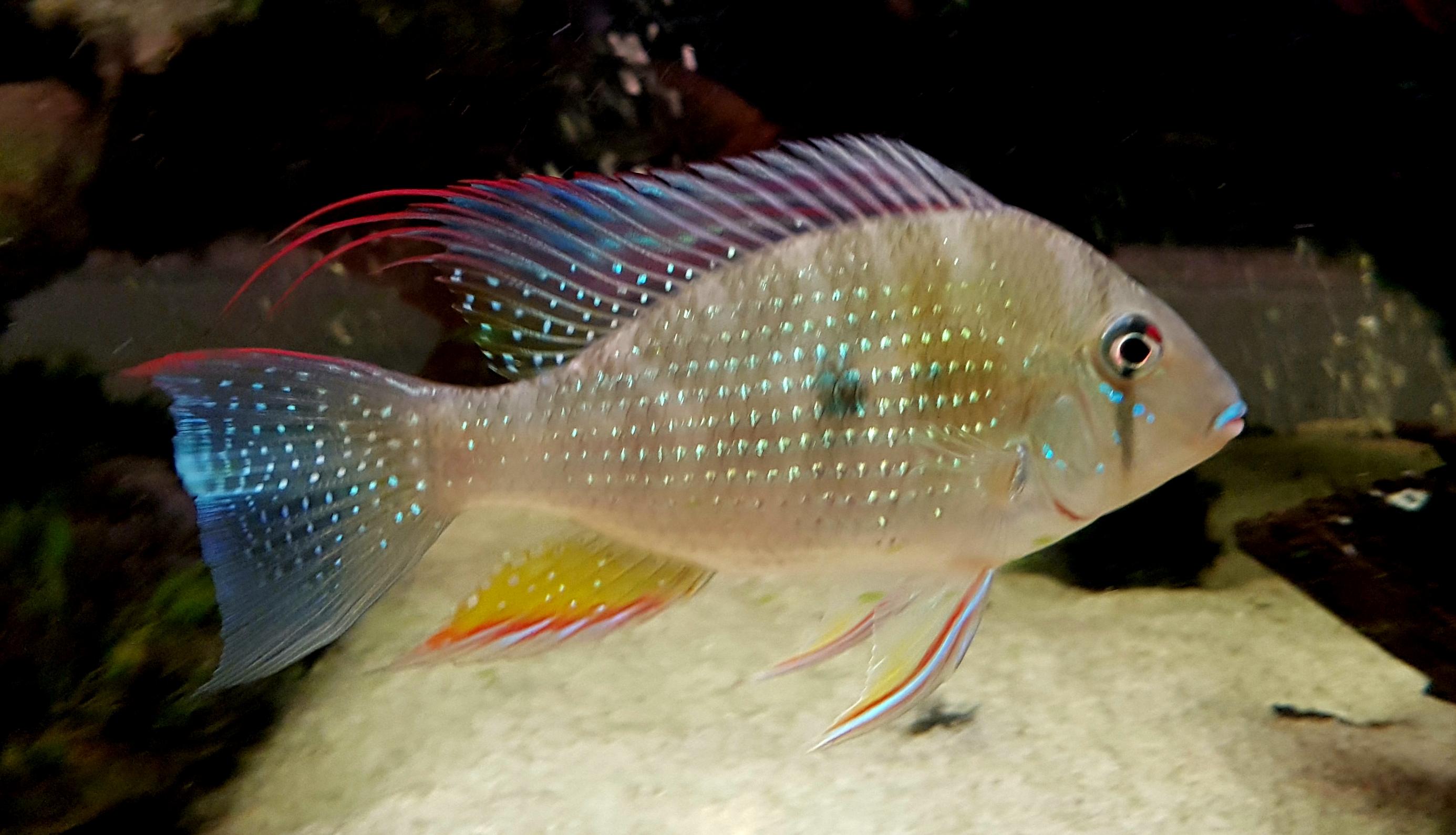Geophagus heckelii ( Threadfin Acara or Heckelii Threadfin) MEDIUM by Danaqua Live Fish & More