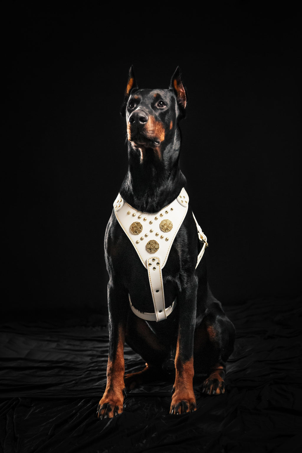 The "Maximus" harness White by Bestia Dog Gear