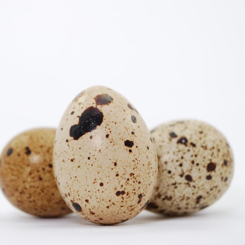Empty Whole Eggshells Quail Eggs Hollowed - Set of 10 Cleaned Hollow Quail Eggs Perfect for Crafting and Decoration by Quailz.com by Undique LLC