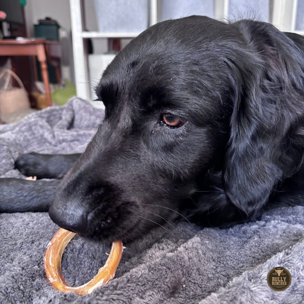 Beef Backstrap Ring by Bully Bunches