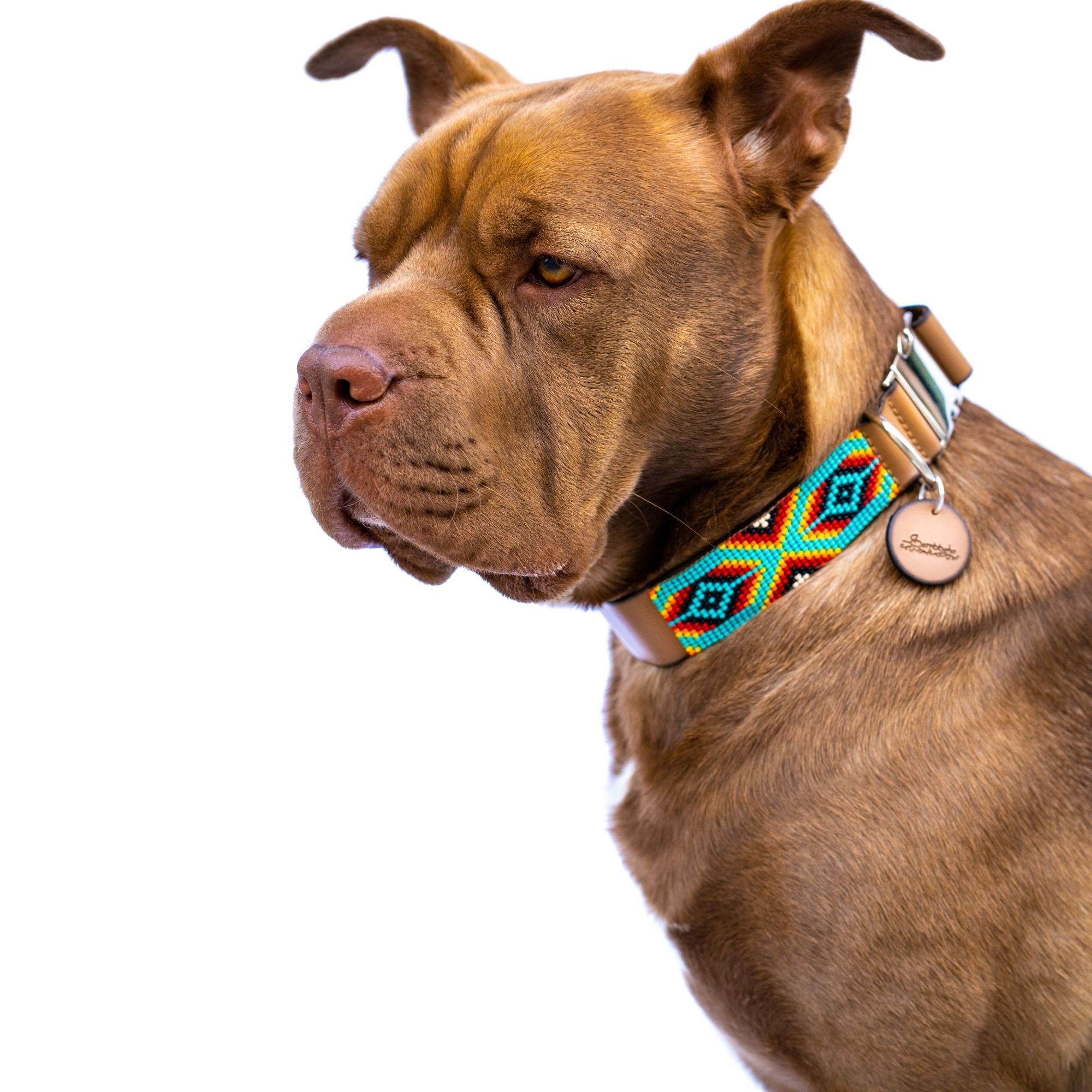 Bahamas dog collar (quick release) by Sambboho