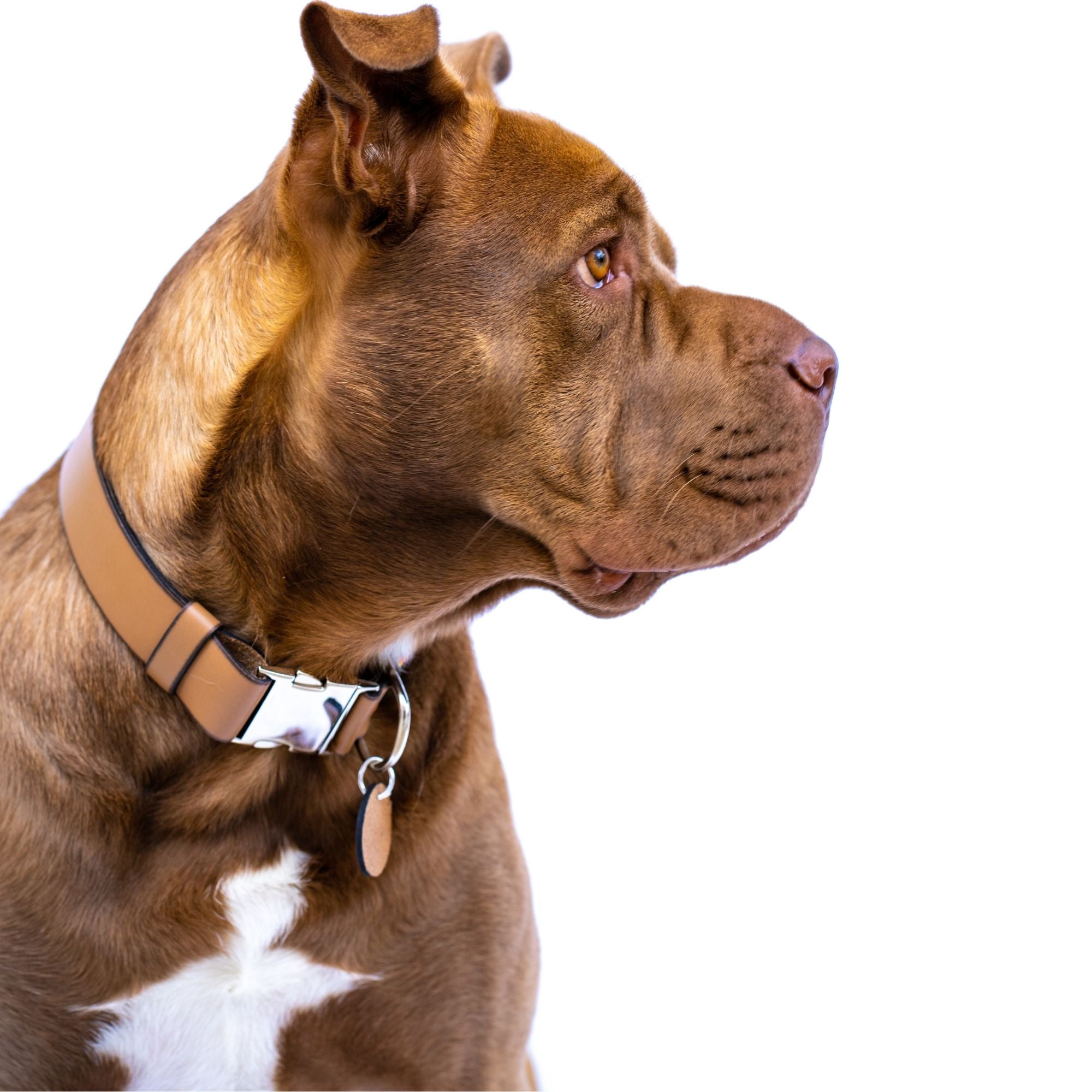 Bahamas dog collar (quick release) by Sambboho
