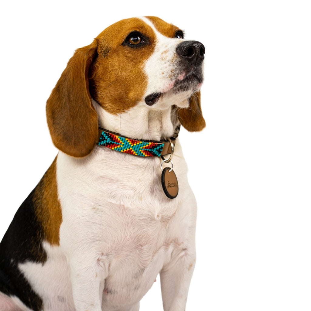 Bahamas dog collar (quick release) by Sambboho