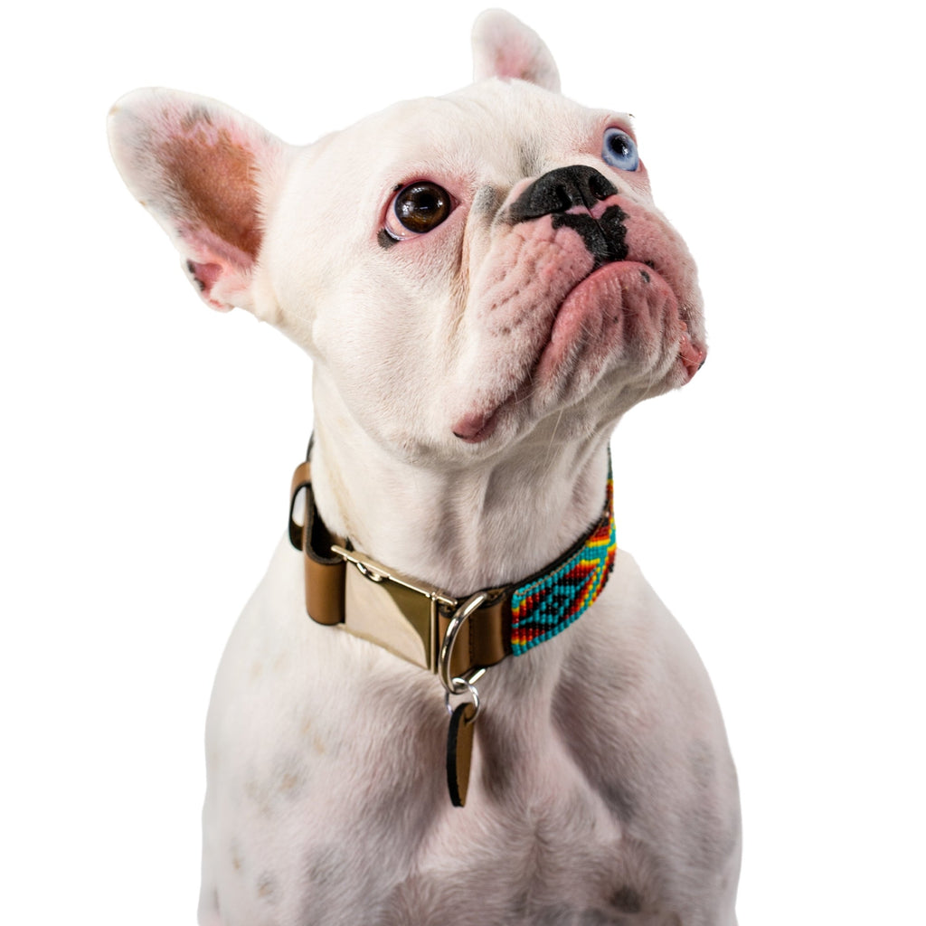 Bahamas dog collar (quick release) by Sambboho
