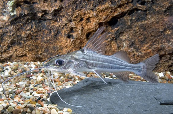 Four Line Pictus Catfish by Danaqua Live Fish & More