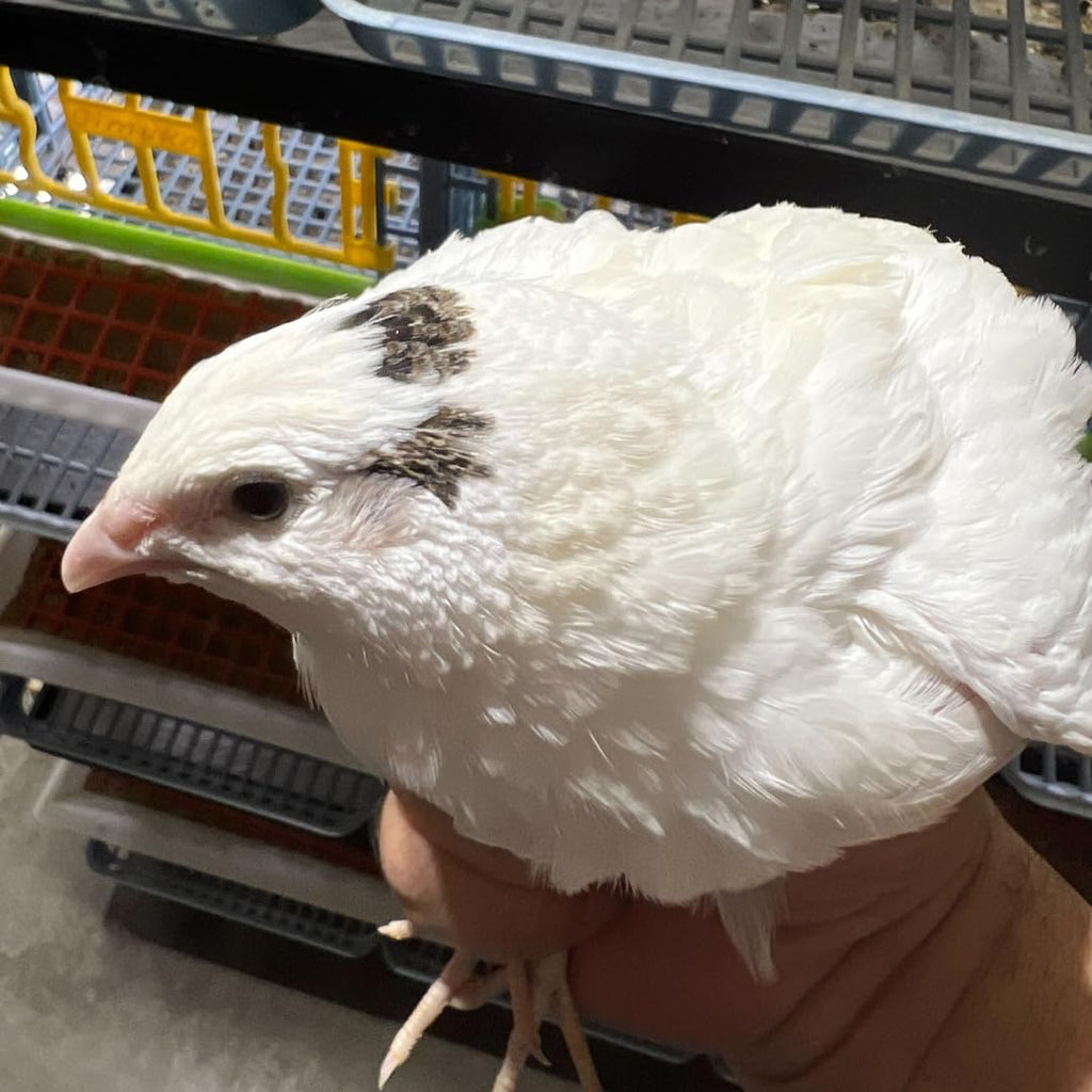 Jumbo White Coturnix Hatching Eggs - Premium Quail Eggs for Hatching - Perfect for Homesteaders, Breeders, Hobbyists - Freshly Collected for High Hatch Rates by Quailz.com by Undique LLC