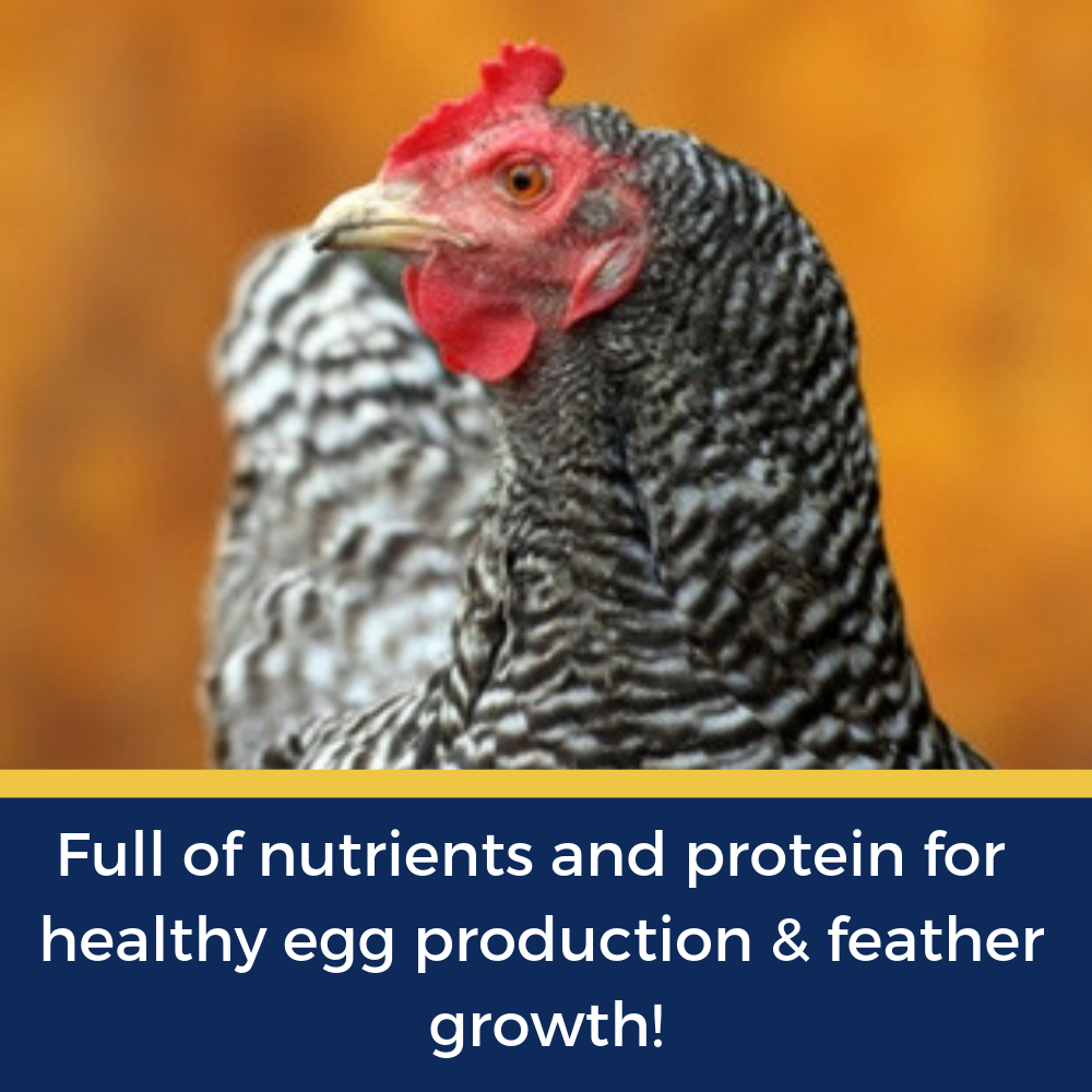 BEE A Beautiful Hen Herbal Treat With Mealworms, Wheat, & Rose Petals For Chickens by Dahlia Pets