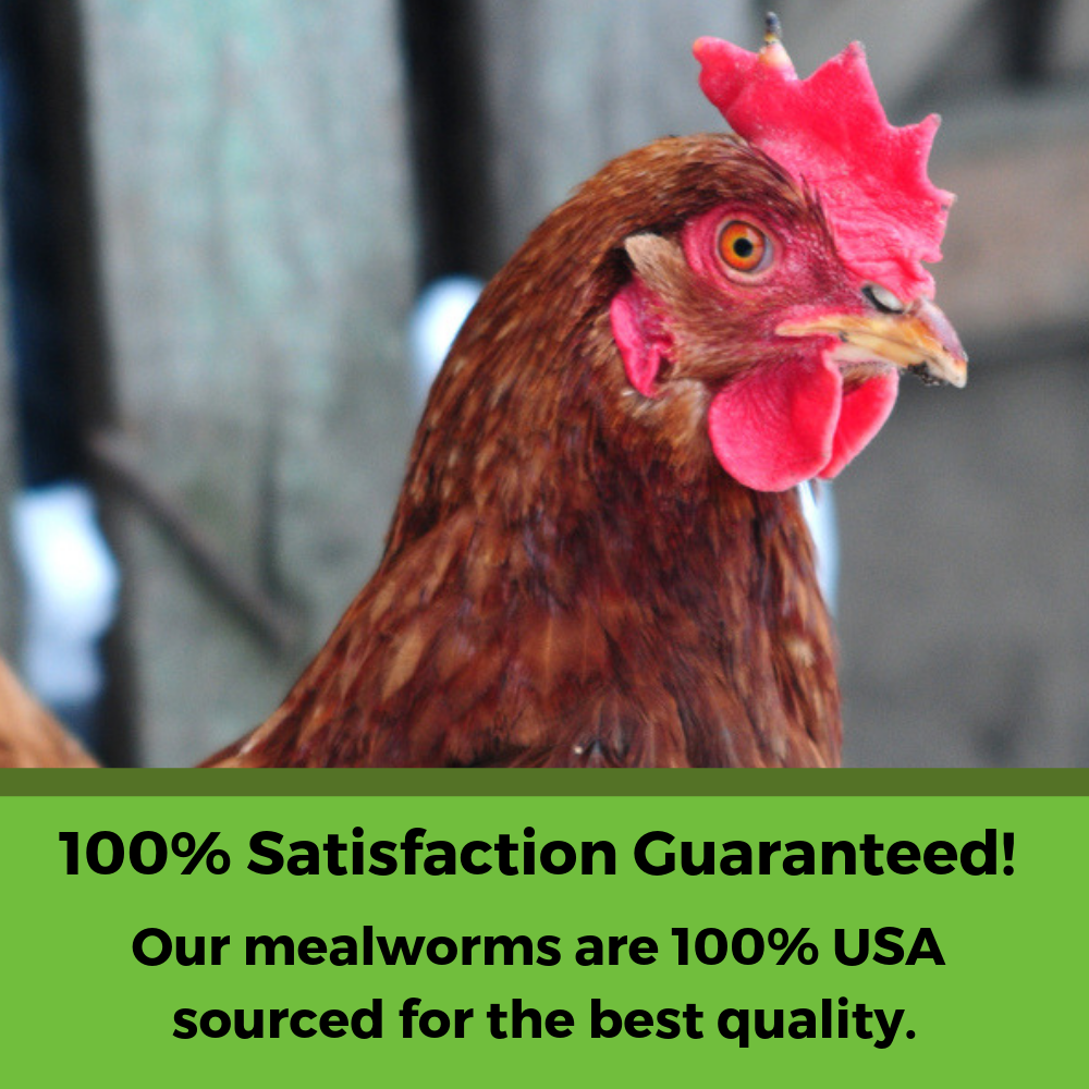 BEE A Beautiful Hen Herbal Treat With Mealworms, Wheat, & Rose Petals For Chickens by Dahlia Pets