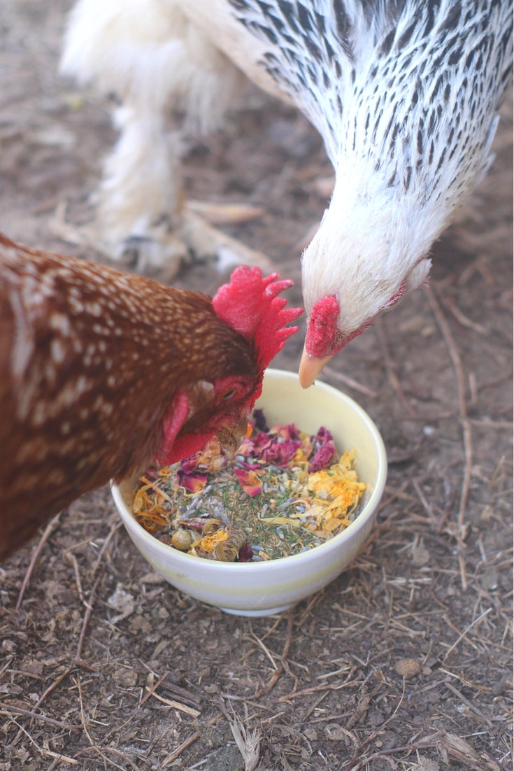 Best Eggs Ever! Nesting Herbs (Chamomile, Roses, Lavender, Cornflowers, & Calendula) For Pet Chickens by Dahlia Pets