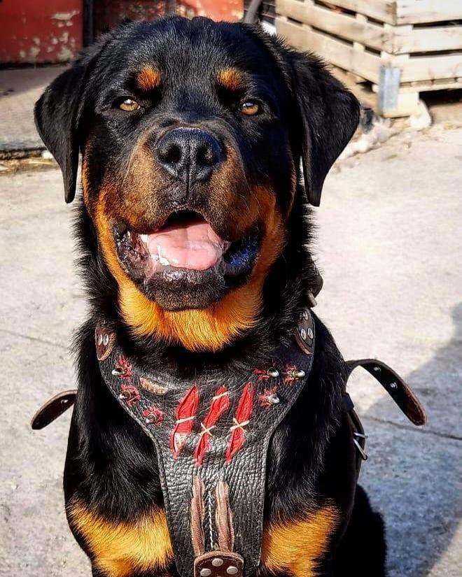 The ''Haunted'' harness LIMITED by Bestia Dog Gear