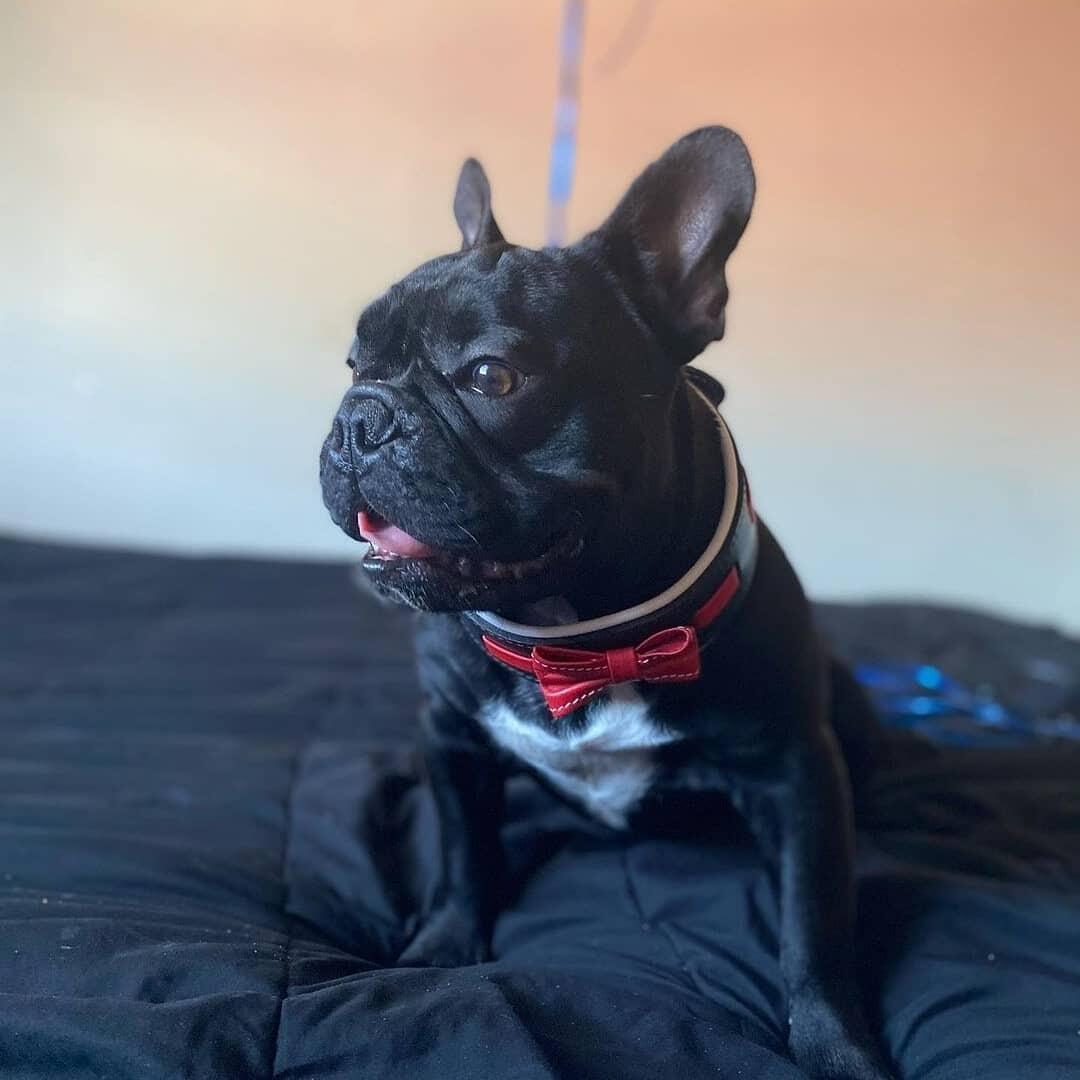 The "Bowtie" collar black by Bestia Dog Gear