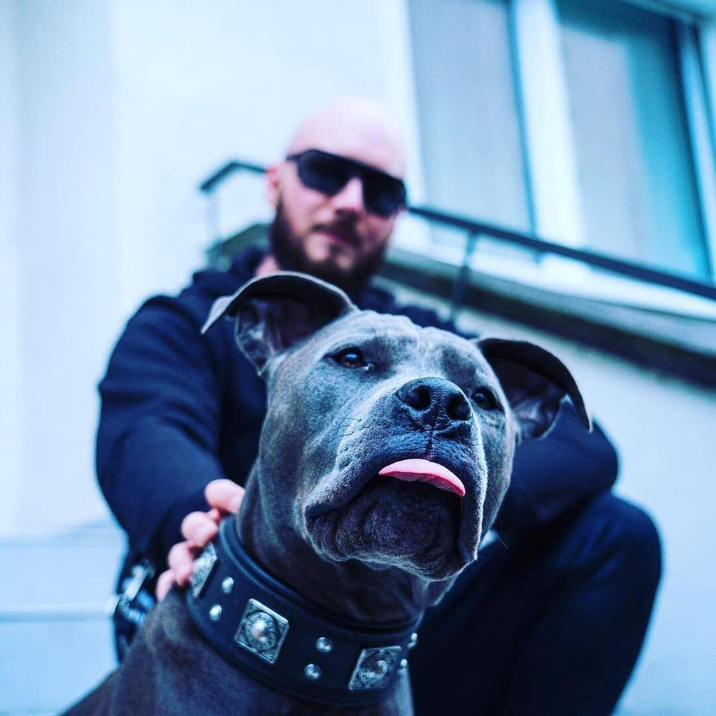The all Black "Eros" collar 2.5 inch wide by Bestia Dog Gear
