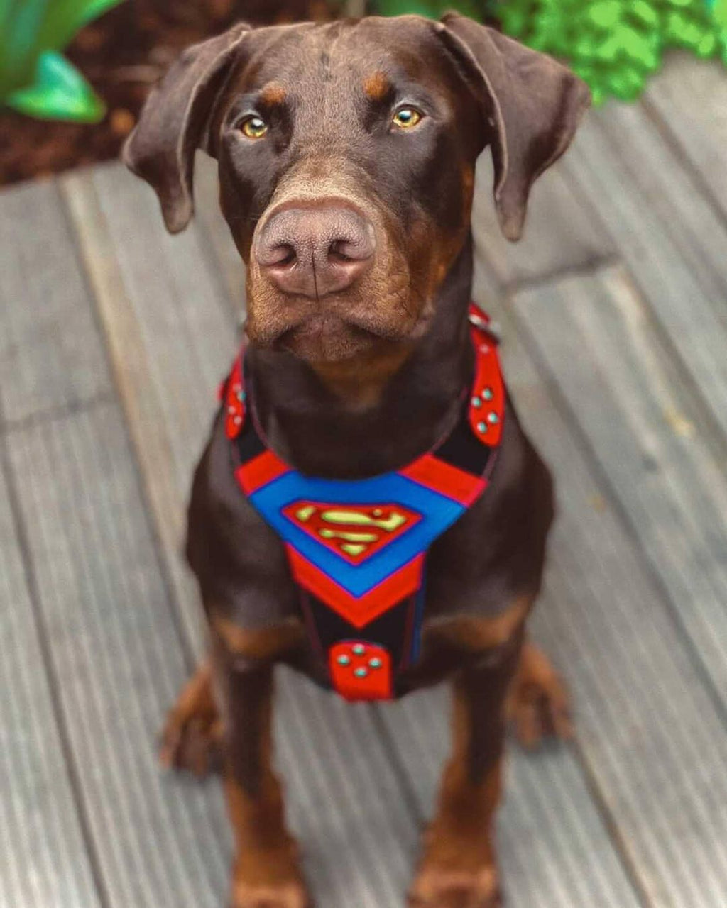 Superdog Harness by Bestia Dog Gear