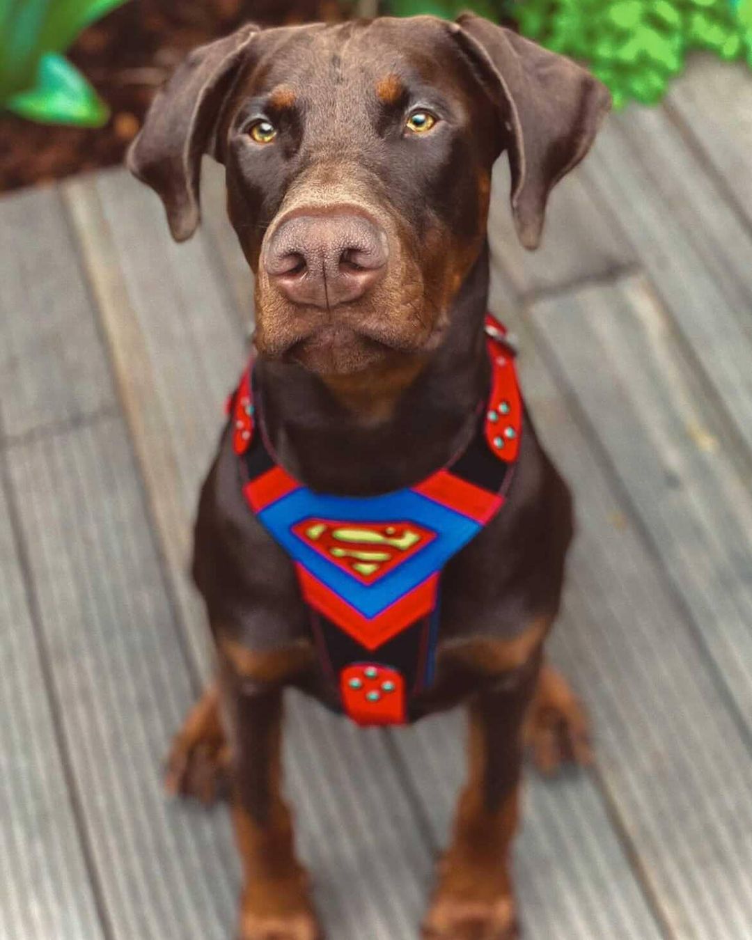 Superdog Harness by Bestia Dog Gear