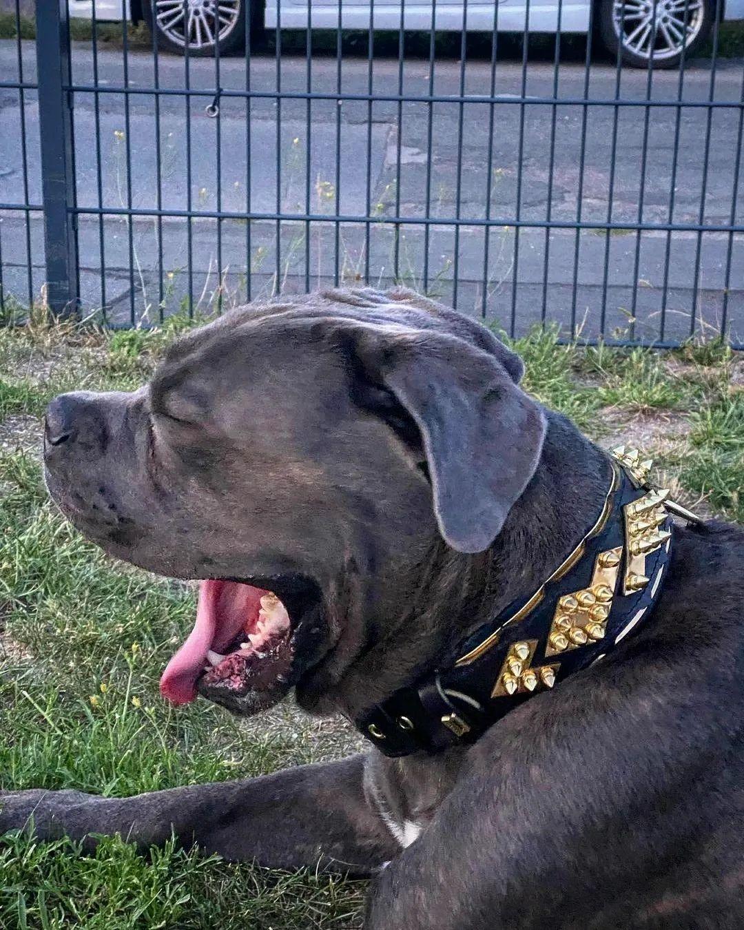 The ''Midas'' Collar Gold by Bestia Dog Gear