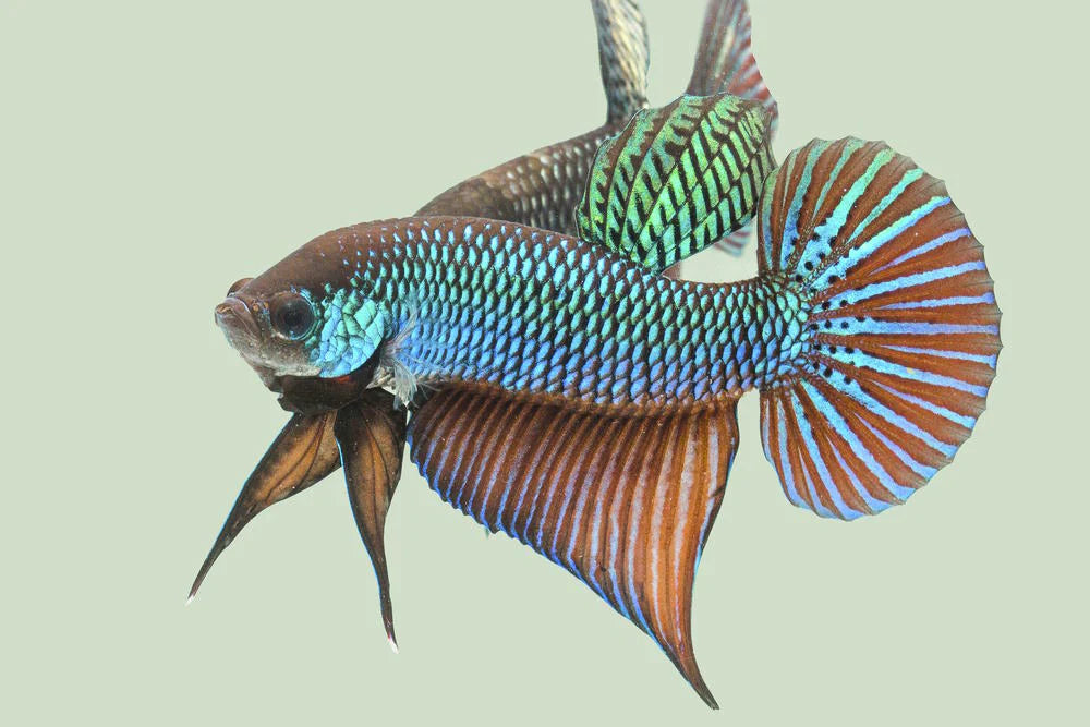 Wild bettas Type (Male) by Danaqua Live Fish & More