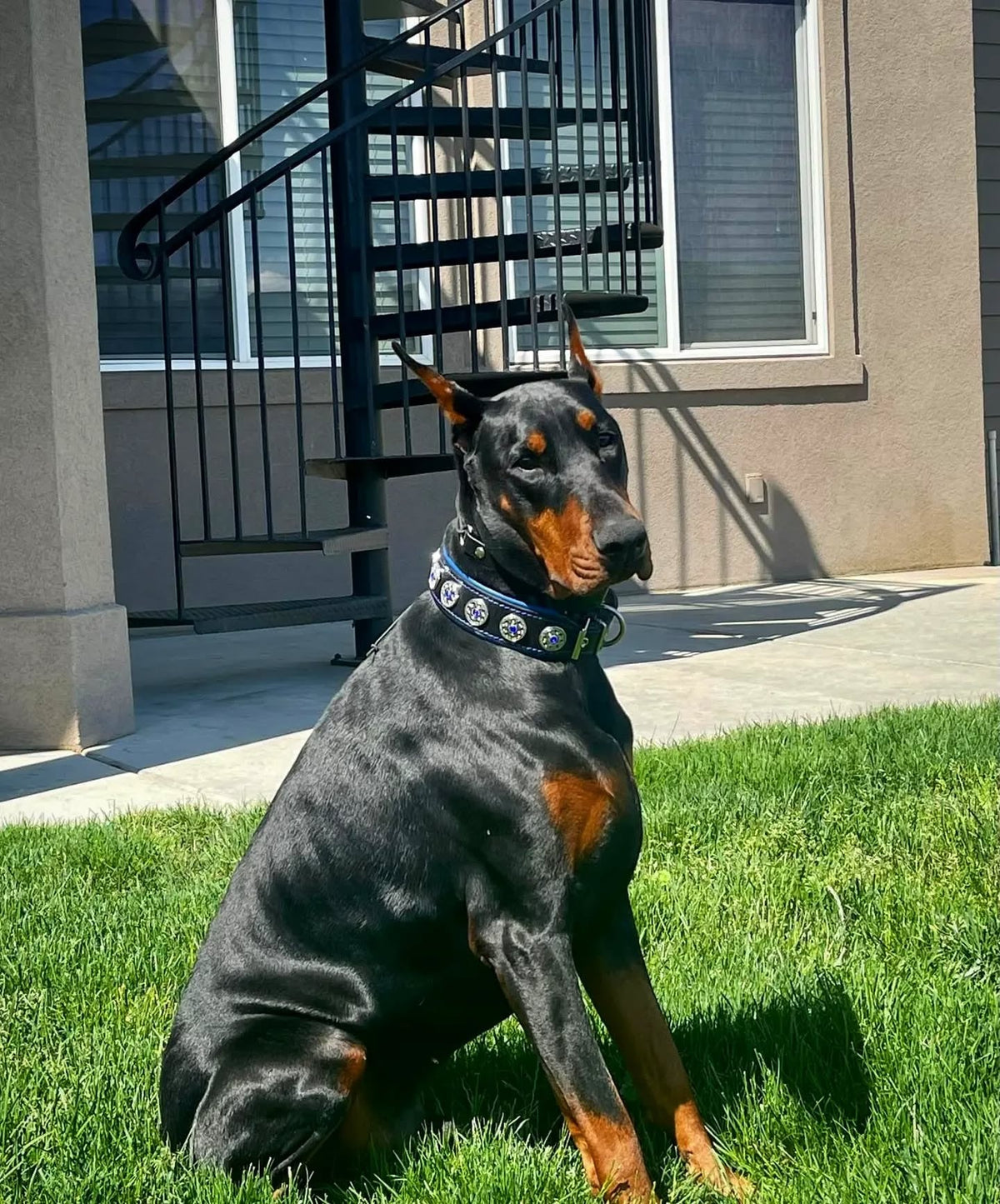 "Bijou" collar black & blue by Bestia Dog Gear