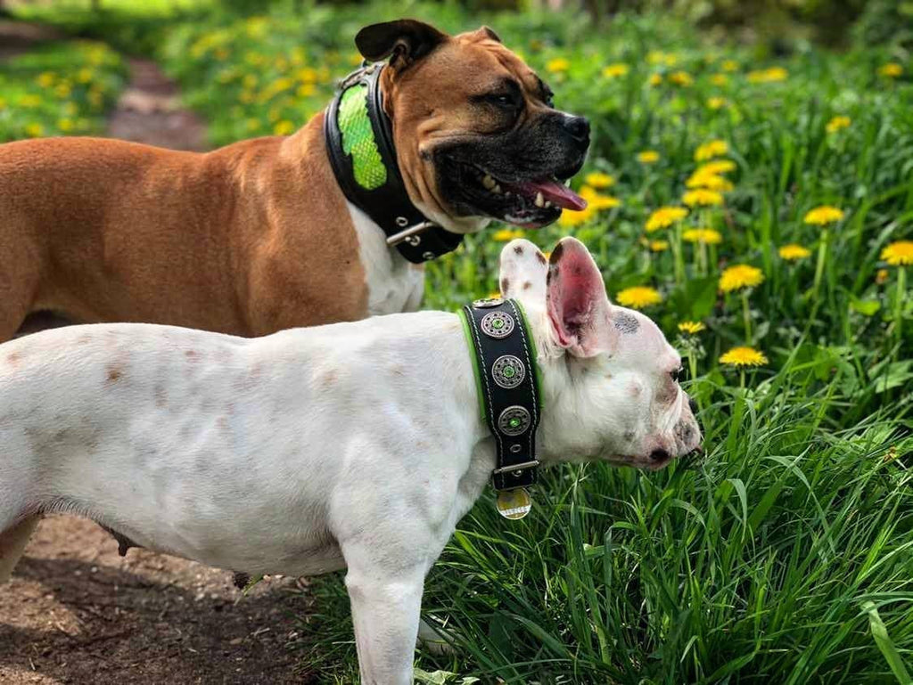 "Bijou" collar black & green by Bestia Dog Gear