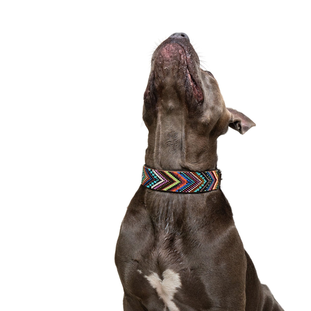 Bixie Sambboho dog collar by Sambboho