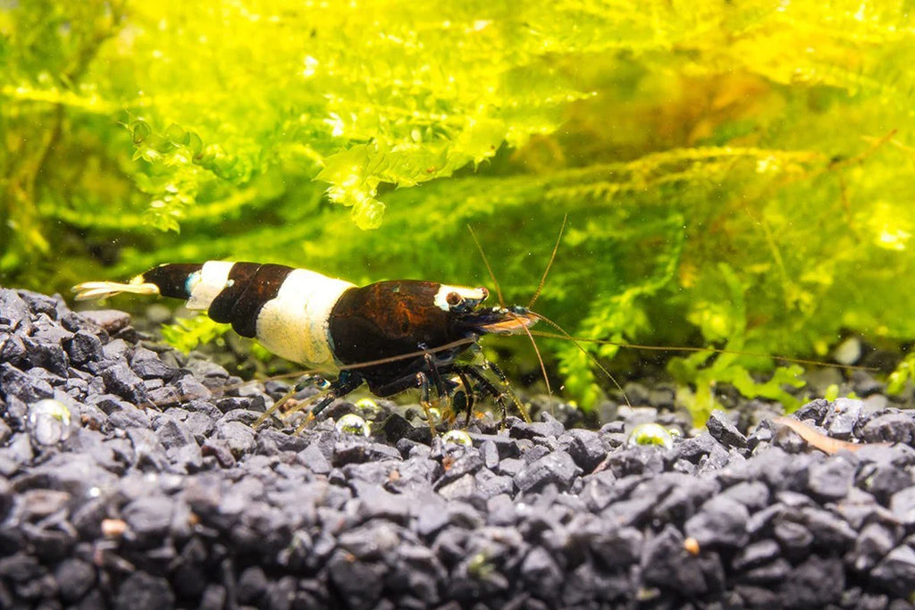 Black & White Shrimp by Danaqua Live Fish & More