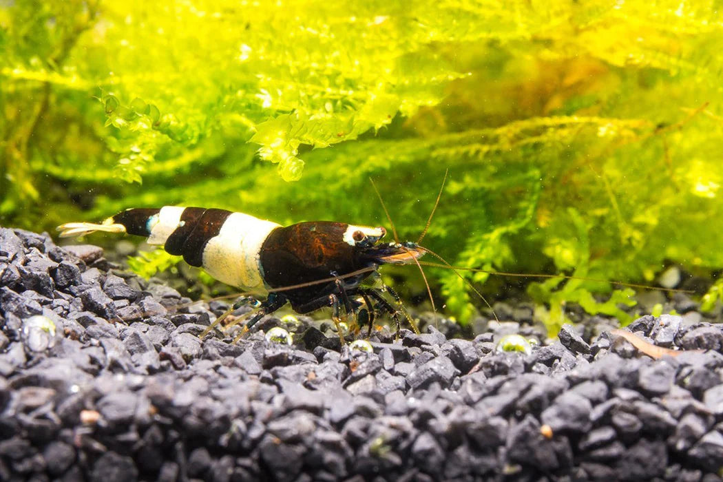 Black & White Shrimp by Danaqua Live Fish & More