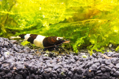 Black & White Shrimp by Danaqua Live Fish & More