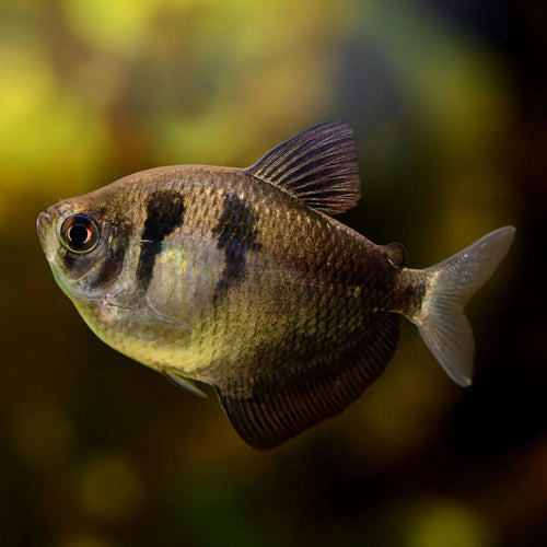 Black Tetra PACK OF 6 by Danaqua Live Fish & More