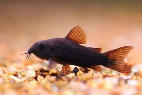 Black Venezuela Cory Catfish (Corydoras schultzei), Tank-Bred by Danaqua Live Fish & More