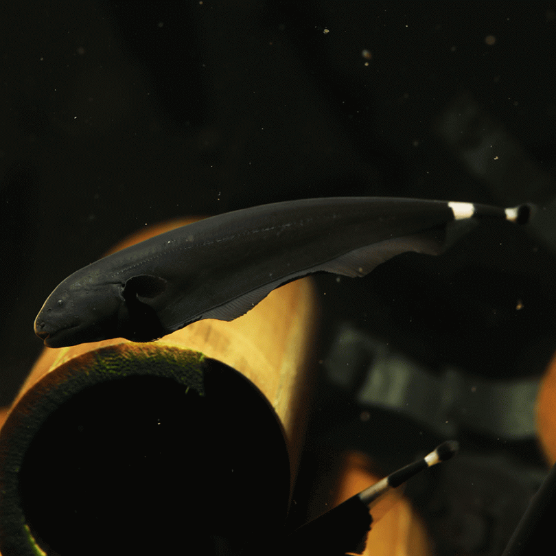 Black Ghost Knifefish by Danaqua Live Fish & More
