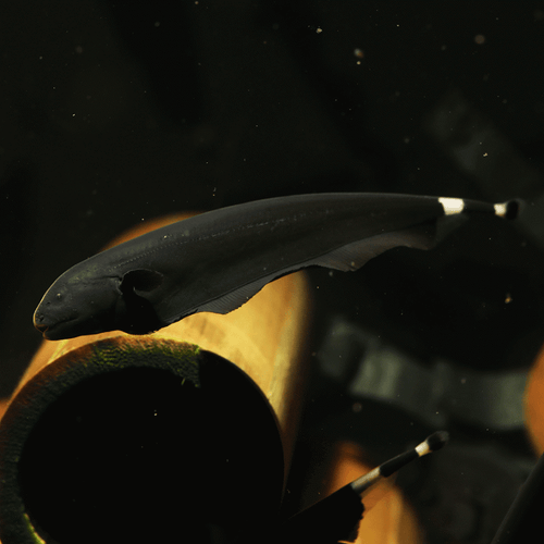 Black Ghost Knifefish by Danaqua Live Fish & More
