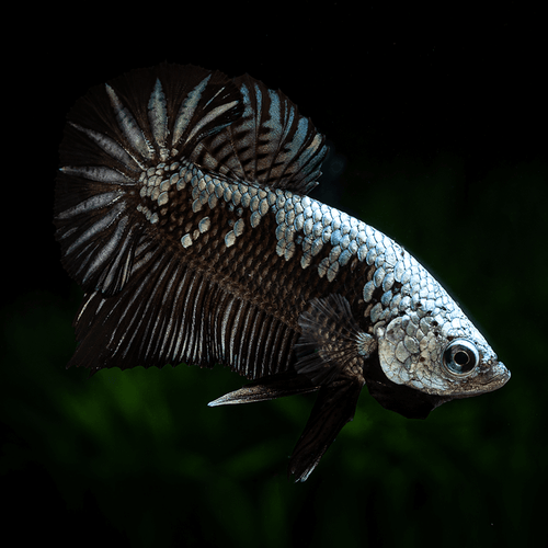Betta Black Samurai (Male) by Danaqua Live Fish & More