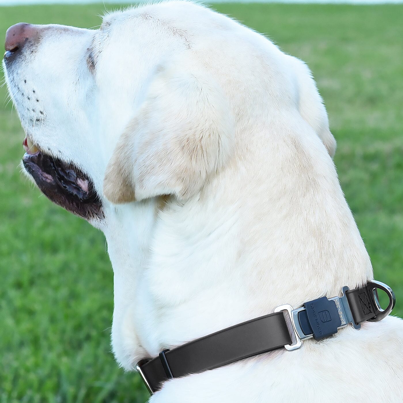 Herm Sprenger - ClicLock Safety Fastener for Flat-Style Collars - Stainless Steel by Dogline