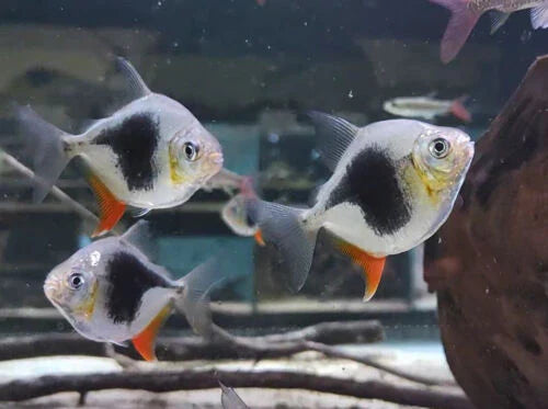 Blackberry Silver Dollar (Myleus schomburgkii) 2"-3" by Danaqua Live Fish & More