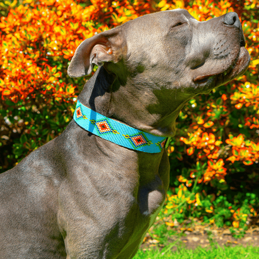 Blue Vogue Sambboho dog collar by Sambboho