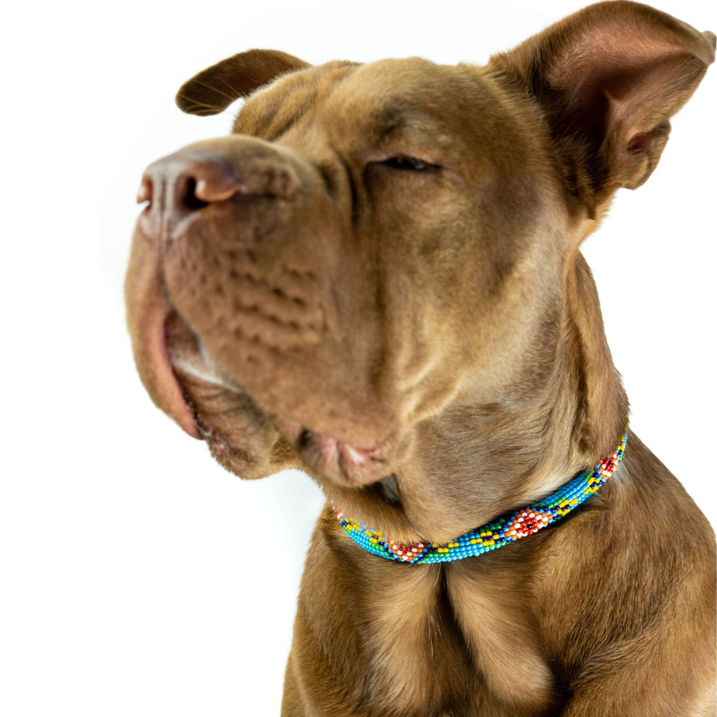 Blue Vogue Sambboho dog collar (rolled) by Sambboho